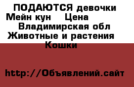 ПОДАЮТСЯ девочки Мейн-кун  › Цена ­ 15 000 - Владимирская обл. Животные и растения » Кошки   